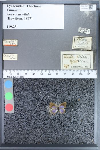 Media type: image;   Entomology 69594